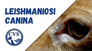 Leishmania nel Cane  Cause Sintomi Trattamento Precauzioni [upl. by Jutta771]