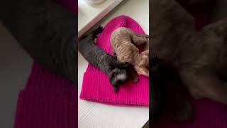 Close up of Kittens Playing cats shortsfeed pets shortvideo shortsvideo shorts catlover cat [upl. by Itoc955]