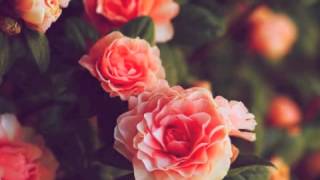 Where the Wild Roses Grow by Aura Dione Lyrics Included [upl. by Kennith]