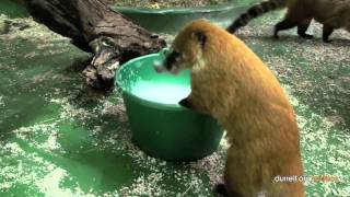 Coati morning feed and clean [upl. by Wemolohtrab509]