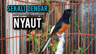 murai batu gacor AMPUH buat PANCINGAN murai batu agar bunyi JADIKAN burung murai gacor EMOSI [upl. by Samaj]