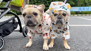 French Bulldogs Decide What We Do For A Day  IN THE RAIN [upl. by Nalani]