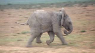 Trumpetting baby elephant [upl. by Wales825]