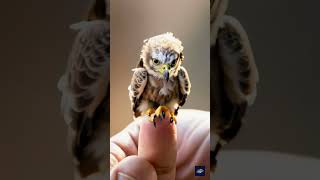 Tiny Cute Eagle Perched on Thumb Adorable AIGenerated Animal  Pokemorph Lab [upl. by Emawk]