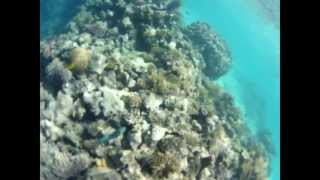 Fantastic snorkeling in Hurghada at Arabia Azur Beach Resort  june 2013 [upl. by Ahsimek]