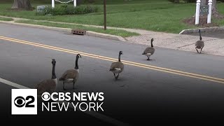 New Jersey town at odds over how to handle geese population [upl. by Attikin]