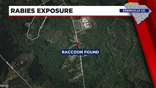 Pet exposed to rabid raccoon found in Greenville County [upl. by Anelam951]