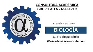 11 Fisiología celular Descarboxilaxión oxidativa [upl. by Letrice14]