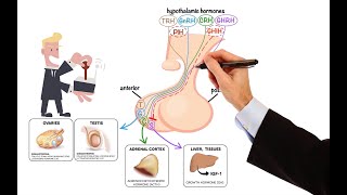 Pharmacology – DRUGS FOR PITUITARY AND THYROID DISORDERS MADE EASY [upl. by Kuhlman]