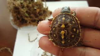 Apulia western Hermann tortoise unboxing and Eastern box turtle unboxing from garden State tortoise [upl. by Nevlin]