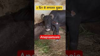 Anaplasmosis in Buffalo veterinary veterinarymedicine Dr Suresh Jangir [upl. by Swann]