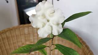 Brunfelsia jamaicensis how I am growing this very fragrant houseplant in the United Kingdom [upl. by Jillie767]