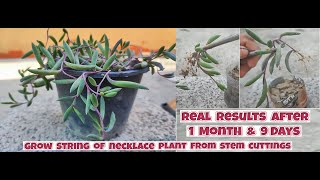 How to grow Ruby Necklace Plant from stem cuttings  Propagation of Othonna capensis [upl. by Nythsa]