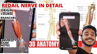 Radial nerve anatomy in hindi  Radial nerve 3D Anatomy  Radial nerve branches anatomy [upl. by Julietta]