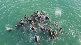 Sea Lions Santa Cruz wharf [upl. by Odidnac]