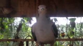 Burung pergam jinak [upl. by Vinia]