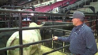 PBR Bull Care Troy Brown [upl. by Lhamaj]