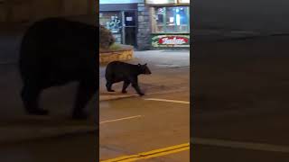 Black bear uses crosswalk in Gatlinburg Tennessee [upl. by Llehcal]