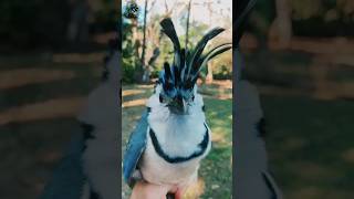 white throated magpie jay shorts [upl. by Narrad921]