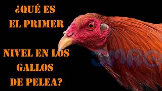 PRIMER NIVEL EN GALLOS DE PELEA [upl. by Aek234]