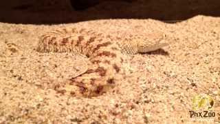 Saharan Sand Viper Disappearing Act [upl. by Jolyn82]