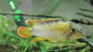 Apistogramma nijsseni breeding pair [upl. by Bish950]