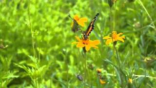 Bordered patch butterfly [upl. by Hgielrebmik845]