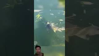 fishing carpfishing carp fish fishinglife tranding mukbang faktahewan funny faktahewanunik [upl. by Aneg]