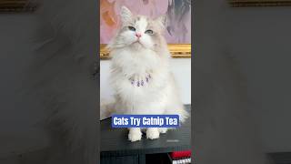 Cats Try Catnip Tea catenrichment cat ragdolls [upl. by Kathryne739]