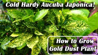 Variegated Aucuba japonica  Cold Hardy Tropical Plant LookaLike [upl. by Adyaj]