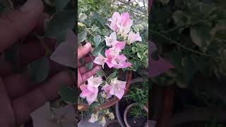 Variegated Bougainvillaea Flowers 🌸🌺 [upl. by Sad]