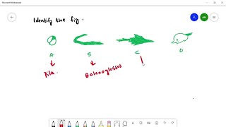 Refer to the figure below and identify which statement is TRUE A NC CR NR CR NC C CR NC D NC NR … [upl. by Enaitsirk]