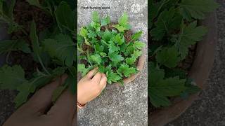 Guldaudisebatichrysanthemum plant cutting se kaise grow kare winter plant sebatishortsfeed [upl. by Ketchan935]