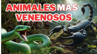 Animales Más Venenosos Del Mundo [upl. by Afatsuom]