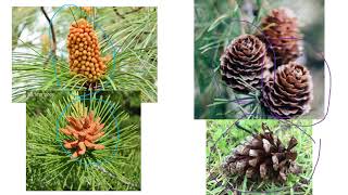 The LIfe cycle of a Conifer [upl. by Lorimer]