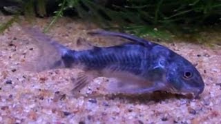 Peppered Cory Cat Fish Corydoras paleatus  Tropical Fish [upl. by Kylila312]