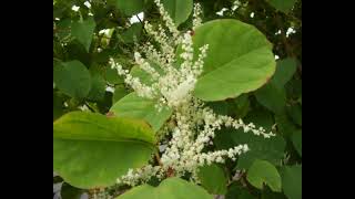 IVMs September Japanese Knotweed Identification Photos [upl. by Annirok]