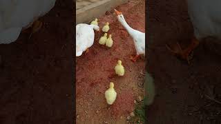 Cute Little Duckling Sounds 😍 youtubeshorts chicken tranding duck [upl. by Rebeka]