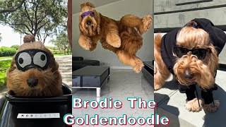 BEST Brodie That Dood TikTok Compilation 1  Brodie Goldendoodle [upl. by Miko572]