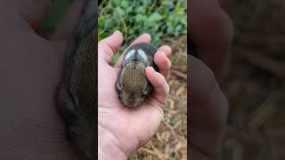 a wild bunny wandered into our bunny hutch [upl. by Sarita383]