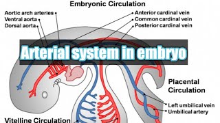 Arterial system of embryo  embryology of CVS  intersegmental arteries  vitelline coronary artery [upl. by Aiselad185]