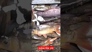 বাইবাইল আড়ৎfish savlogs mychannel [upl. by Bullen]