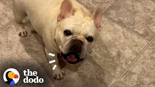 Stubborn Frenchie Hilariously Argues With Mom For 3 Hours Over Dinner  The Dodo [upl. by Larimer26]