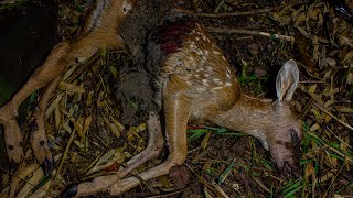 Deer Decomposition  Timelapse 4K [upl. by Perle]