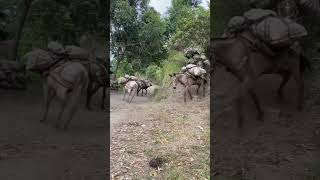 Seguindo a tradição cavalo horse cavalos amorporcavalos fazenda amocavalos gado amocavalo [upl. by Aticnemrac]