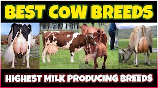 Highest Milk Producing Cow Breeds Holstein Jersey Guernsey Brown Swiss Ayrshire [upl. by Snah]