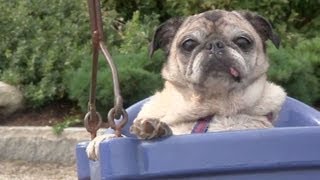 Cutest Pug Plays at the Park [upl. by Orbadiah]