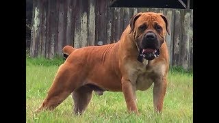 Boerboel tout savoir sur cette race de chien Boerbull VF [upl. by Eadas]