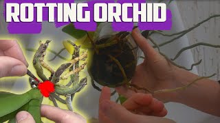 How To Fix Orchid Root Rot  How Do You Save a Rotting Orchid [upl. by Nauqahs]