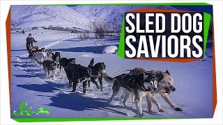 When Sled Dogs Saved an Alaskan Town [upl. by Nerine160]